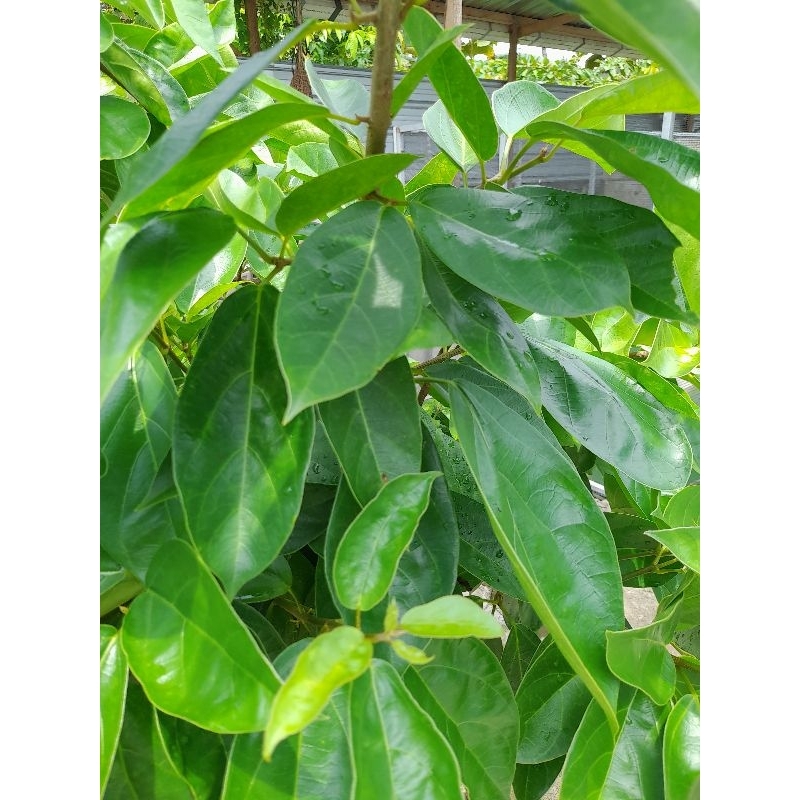 

DAUN CINCAU PERDU