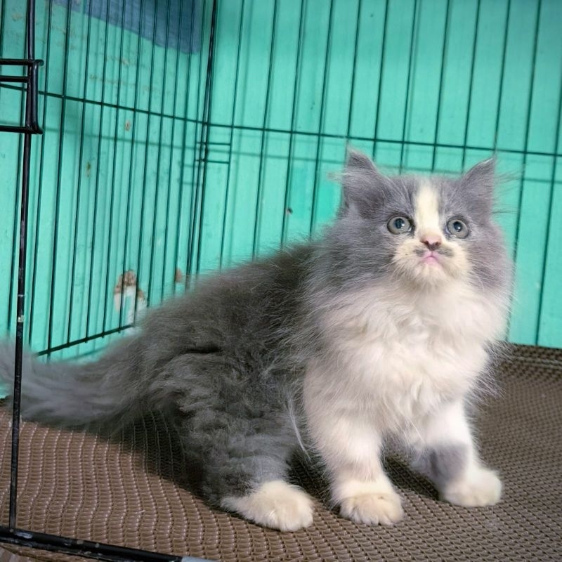 Kucing Persia Anggora Himalaya Ragdoll Kitten Anak Kucing