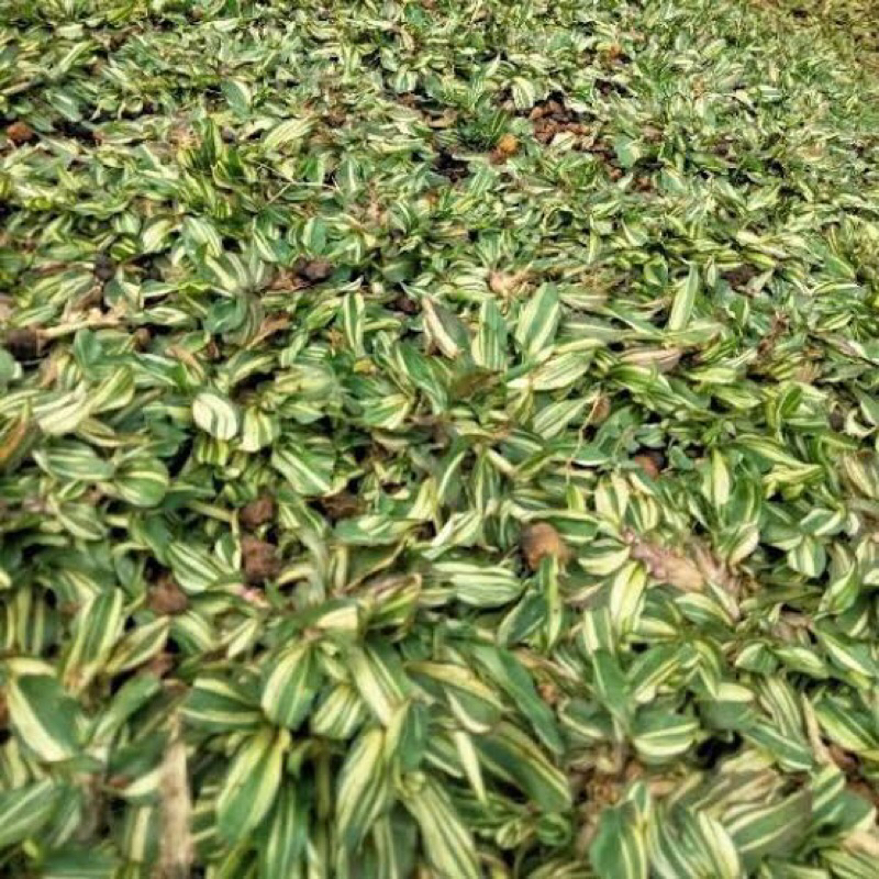 Rumput gajah mini varigata 3 meter persegi