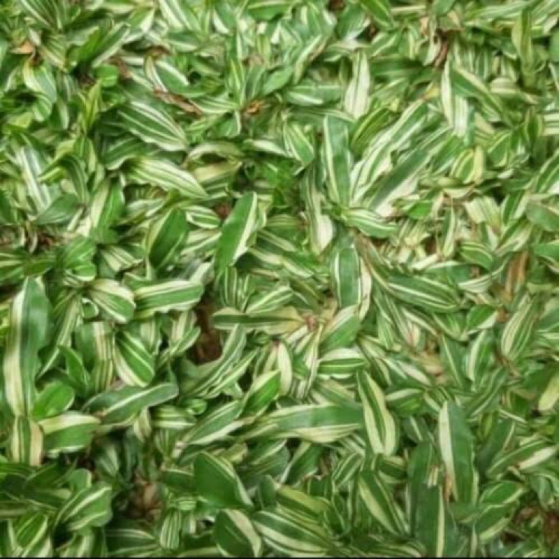 Rumput gajah mini varigata 6 x 1 meter persegu