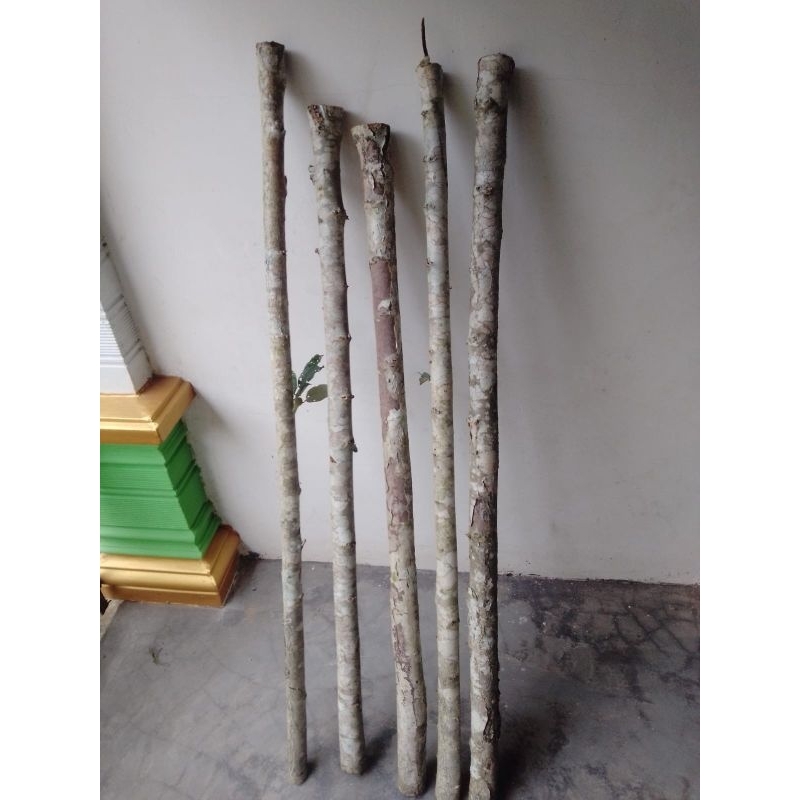 Kayu Walikukun Asli bahan Tongkat jalan