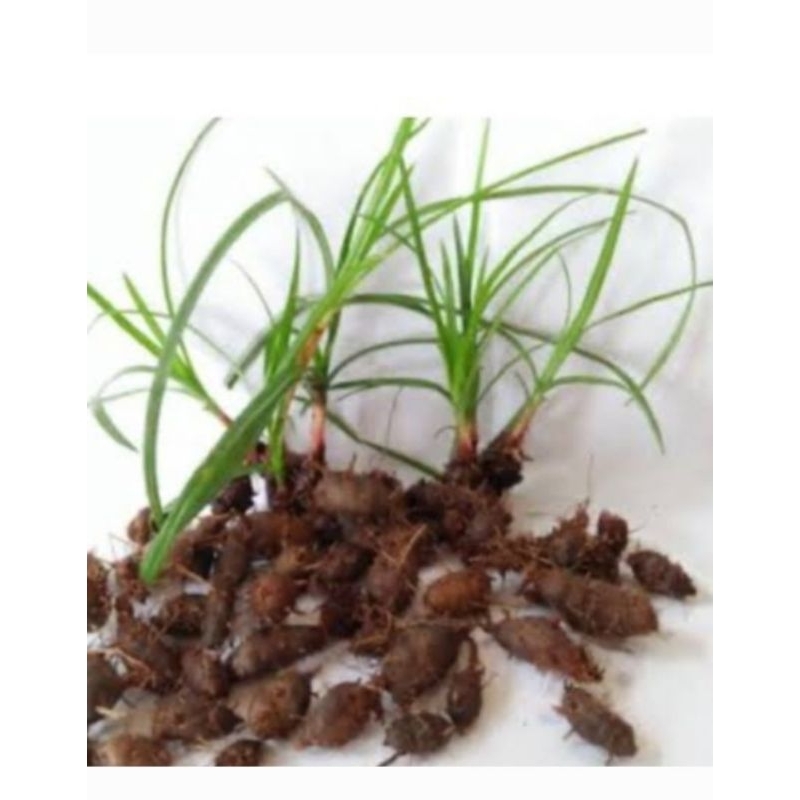 

Rempah AKAR dan UMBI rumput teki segar 500gr