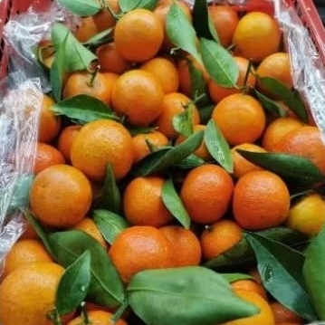 

Buah Jeruk Santang Tangerine