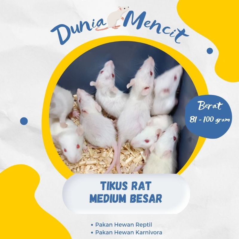 Tikus Putih Rat Medium Besar