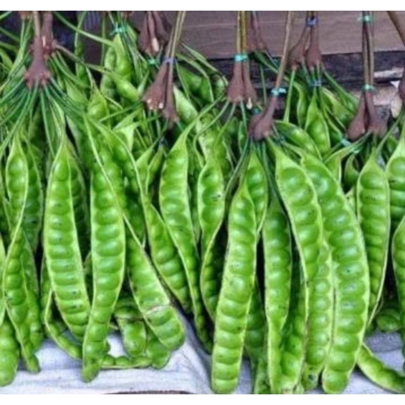 

Pete super kualitas premium per 10 papan