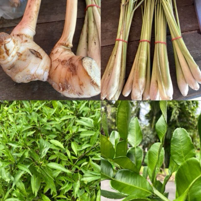 

Lengkuas Serai Kemangi Daun Jeruk Purut Daun Kunyit