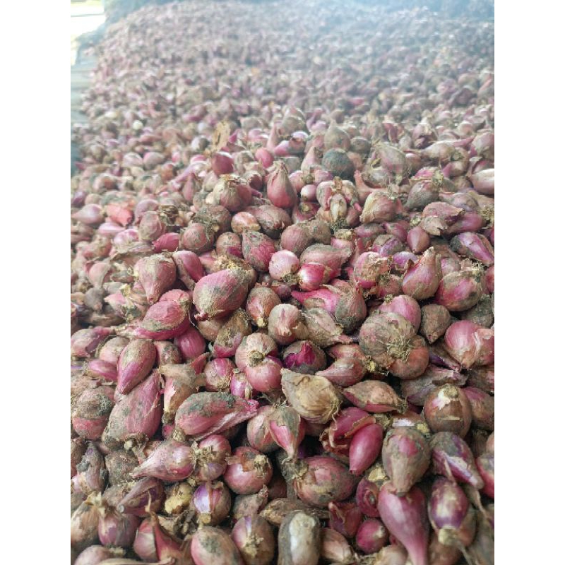 

Bawang Merah Kualitas Super 1Kg