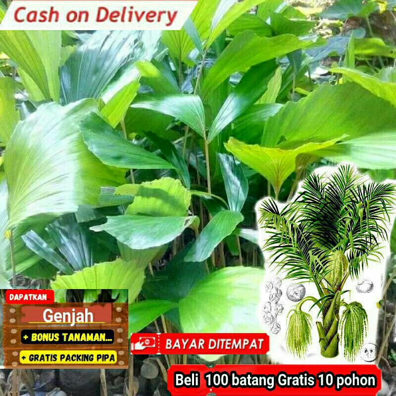 

binih aren binih/ aren genjah harga murah per 100 tangkal