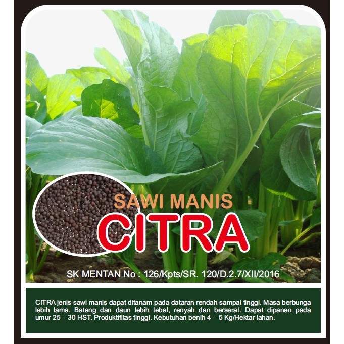 

Sawi manis CITRA