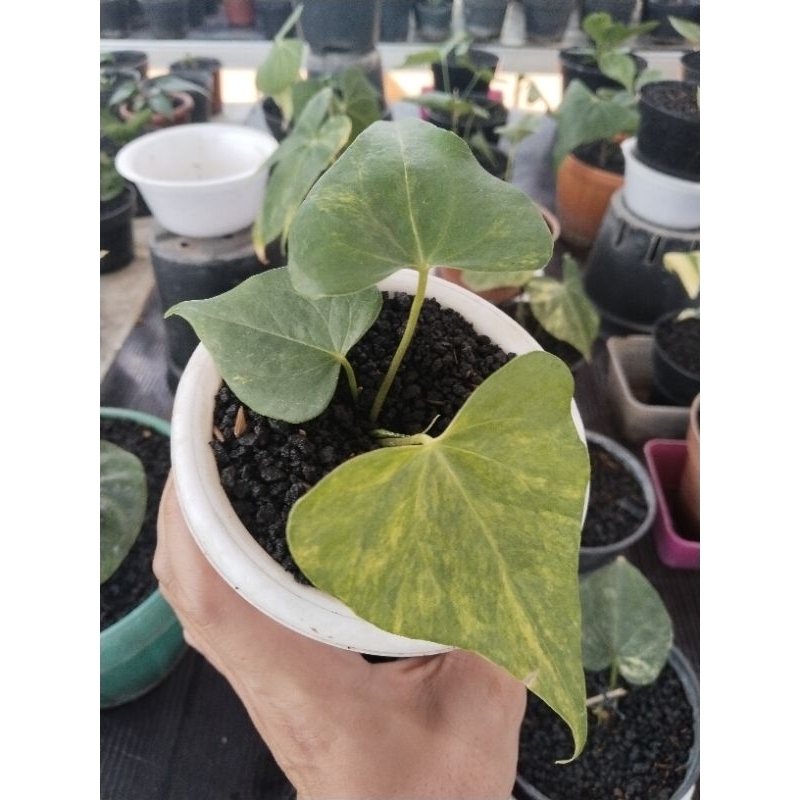 anthurium pteroductyl varigata mewah ( mau 4 daun)