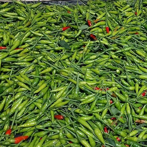 

Cabe Rawit Hijau Pedas,Fresh Baru dipetik 500 gram, 1 kg