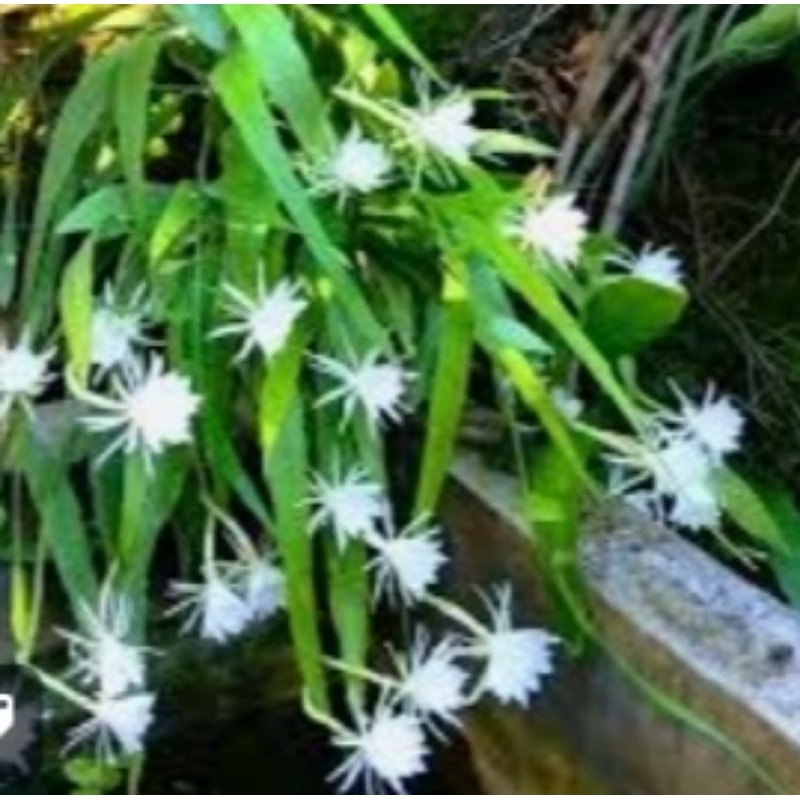 Wijaya Kusuma jenis Bunga kecil.