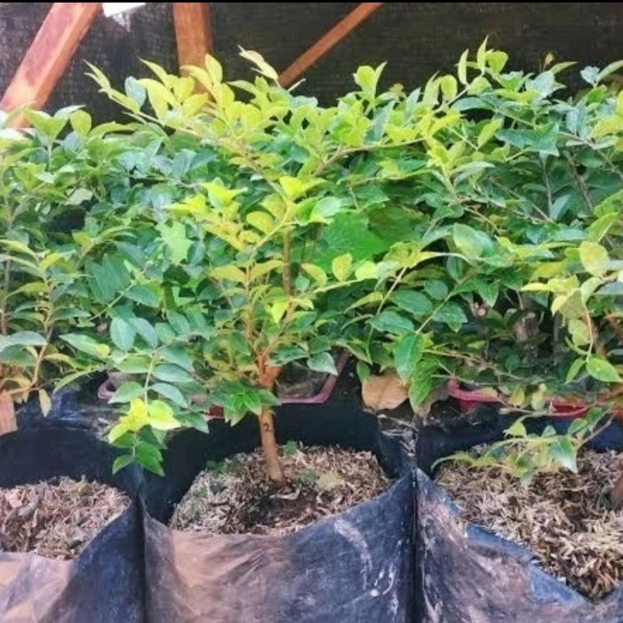 bibit anggur pohon Brazil pereco okulasi