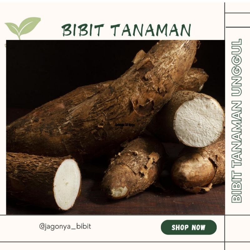 

KETELA POHON BELI (5 FREE 1)