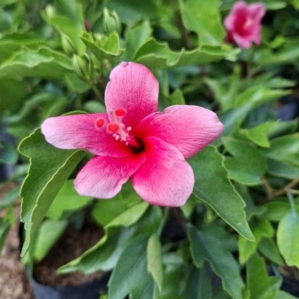 Tanaman Bunga Sepatu Mini / Hibiscus Mini /  Hibiscus rosa-sinensis / Hibiscus Pink Rosa / Mini Hibi