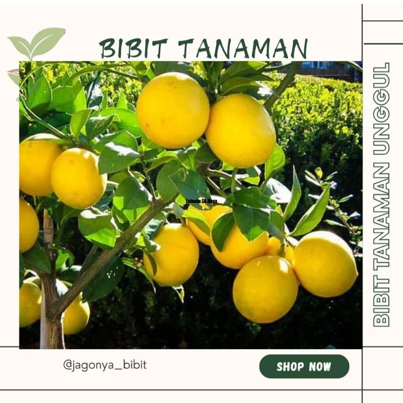 

BIBIT JERUK LEMON OKULASI