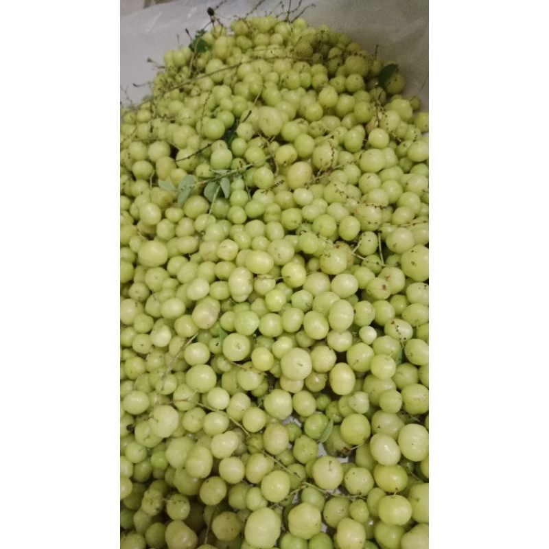 

Ceremai Alam Murah