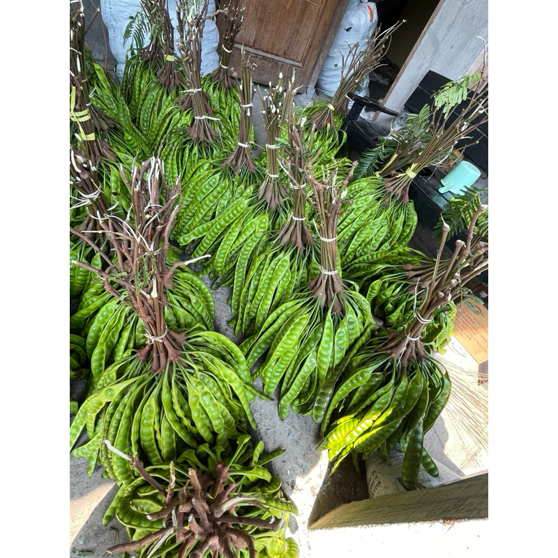 

pete 1 papan sedang tua tua