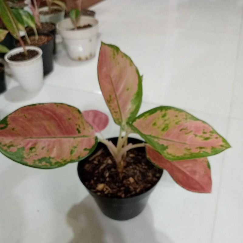 aglonema kocin ebony rumpun 2