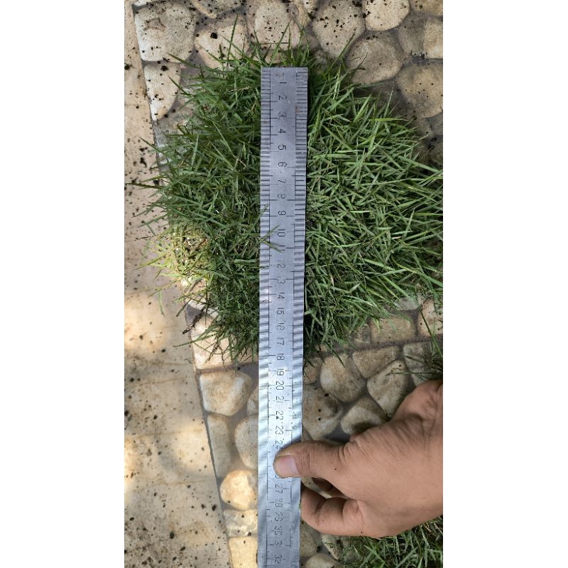 RUMPUT JEPANG SIAP TANAM