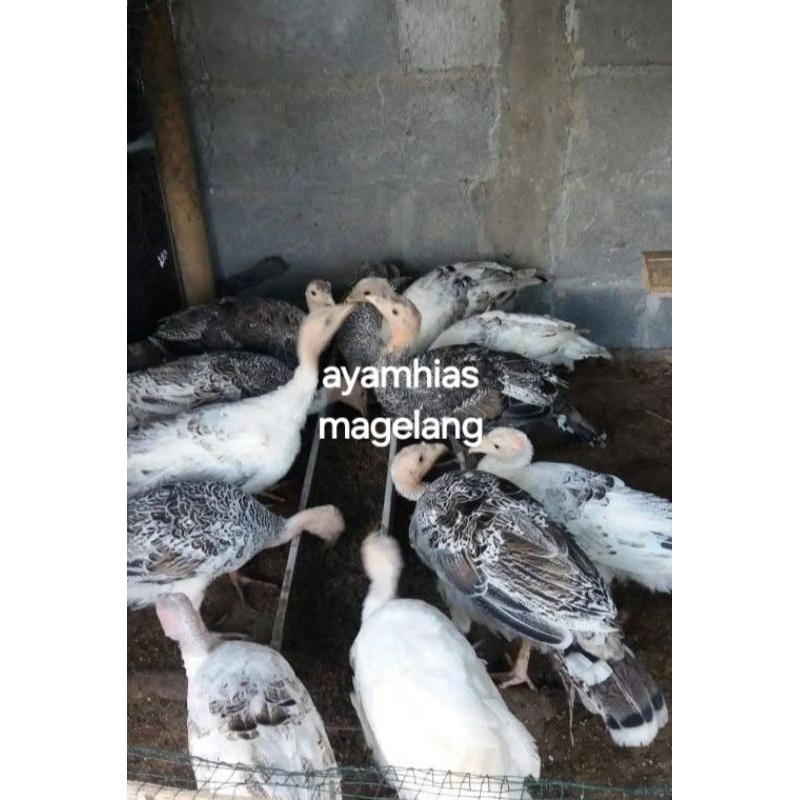 ayam kalkun usia 3-4bulan, pengiriman luar magelang silahkan japri