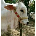 TALI SAPI / HALTER SAPI / BRANGUS SAPI / KELUH SAPI / TALI PEDET