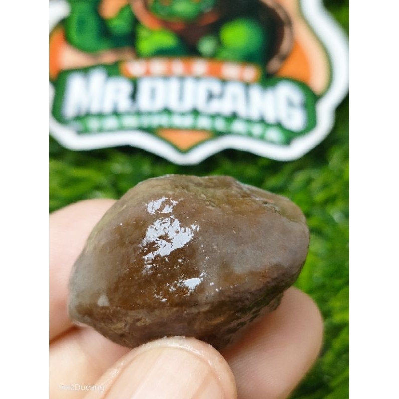 MUNCANG ADU JAWA MANTILI GEULIS