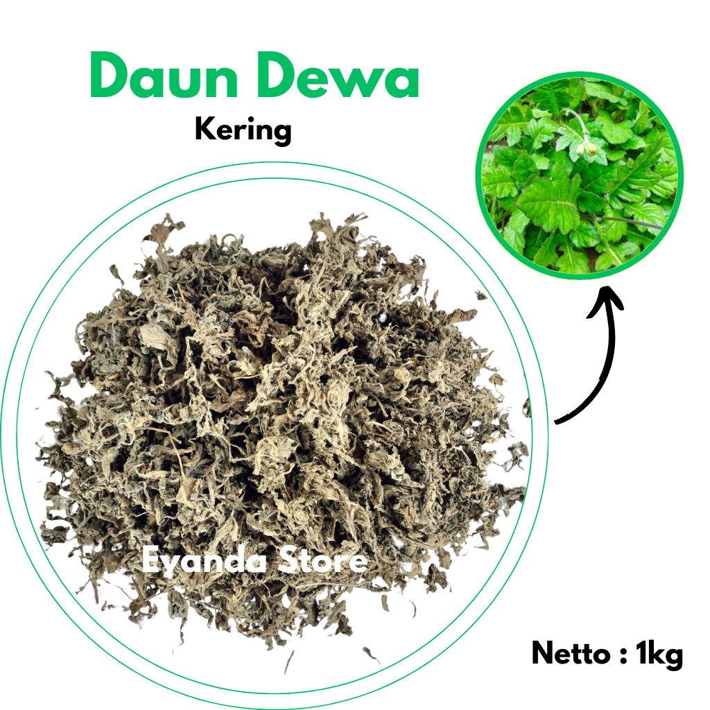 

TERMURAH 1kg Daun Dewa Kering Kwalitas Premium