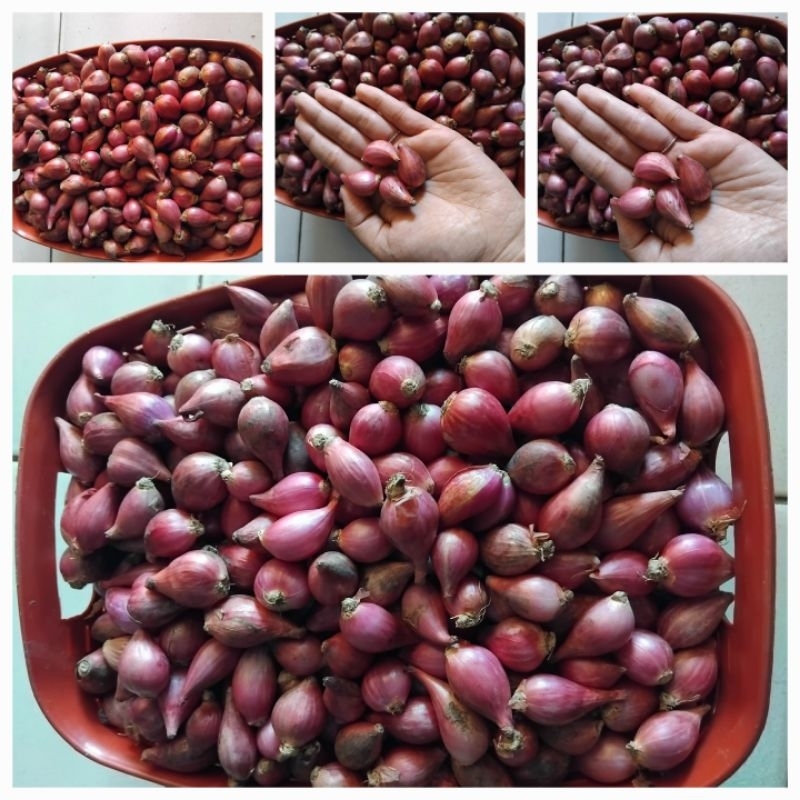 

BAWANG MERAH SEDANG 1KG