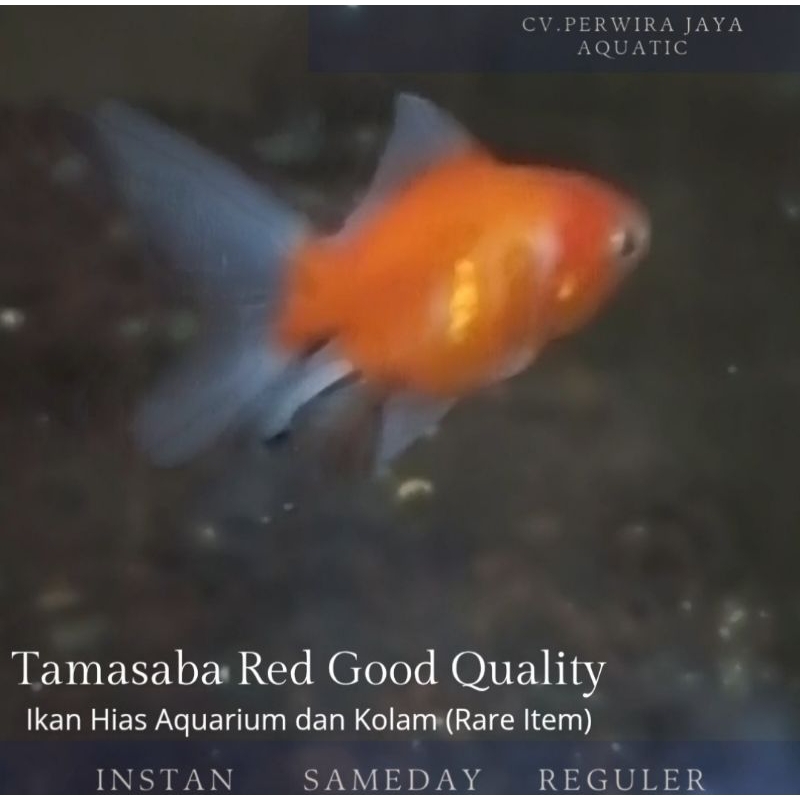 Red Tamasaba Rare Item Hiasan Aquarium dan Kolam