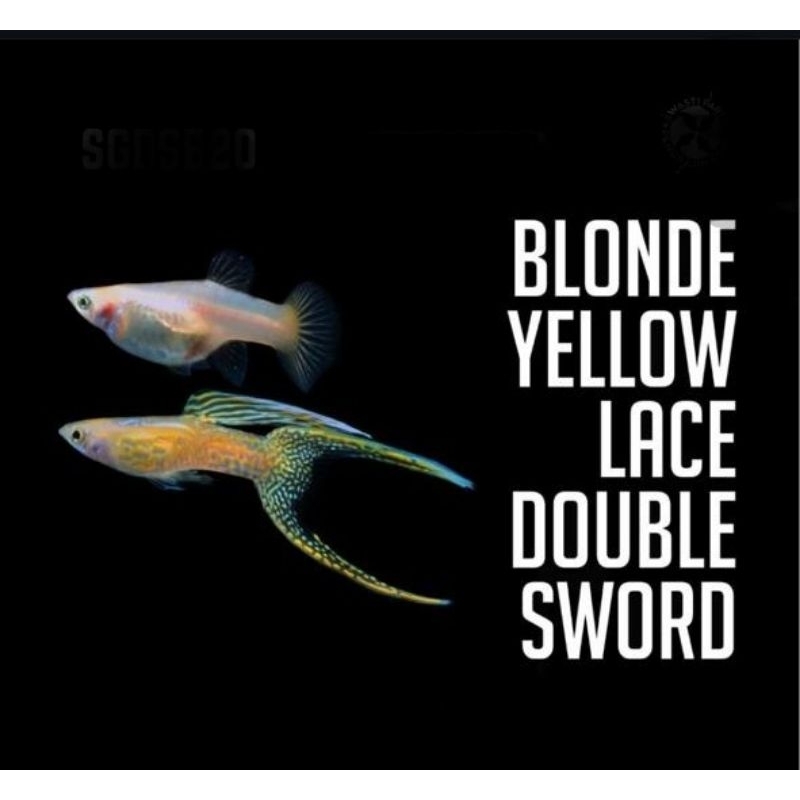 Hiasan Aquarium Guppy Yellow Lace double sword 1 pasang