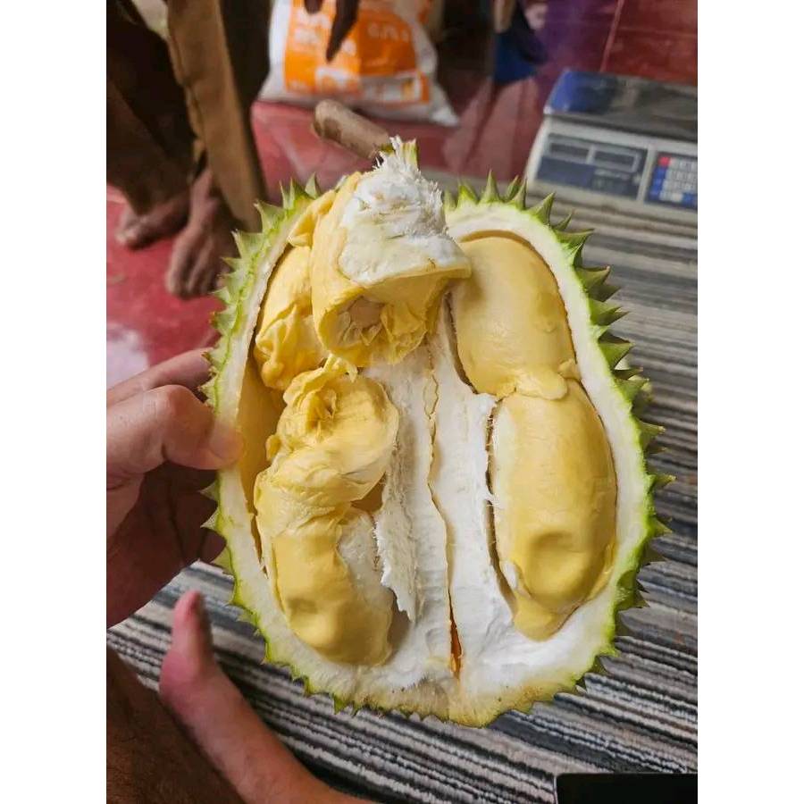 

Durian Premium Lokal Asli Pekalongan Rasa Manis sedikit pahit harga terjangkau