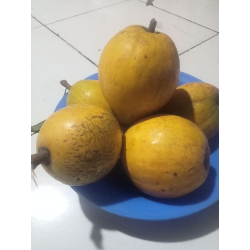 

termurah buah alkesah sawo mentega mengkel tua segar per kilo gram