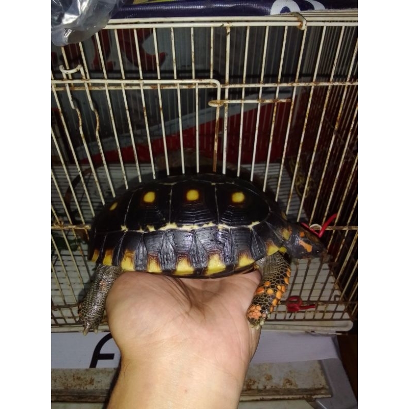 hiasan taman Cherry head