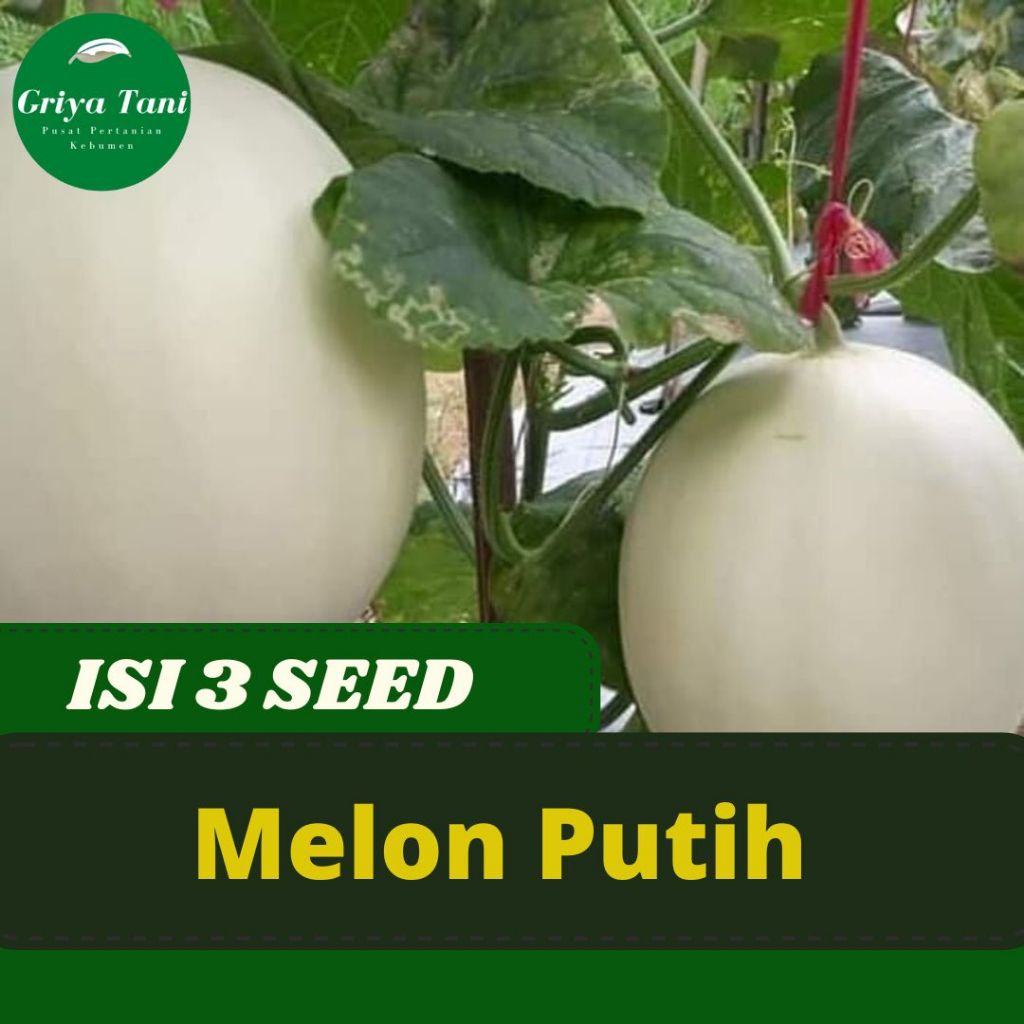 Benih Melon Putih Honeydew Bibit Melon Madu Import