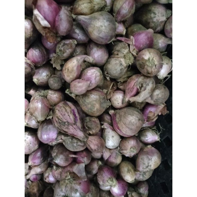 

Bawang merah besar tanggung 1kg