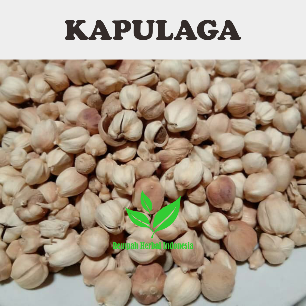 

1 Kg Kapulaga Kering / kapulaga jawa / Kapulaga Lokal Organik Berkualitas