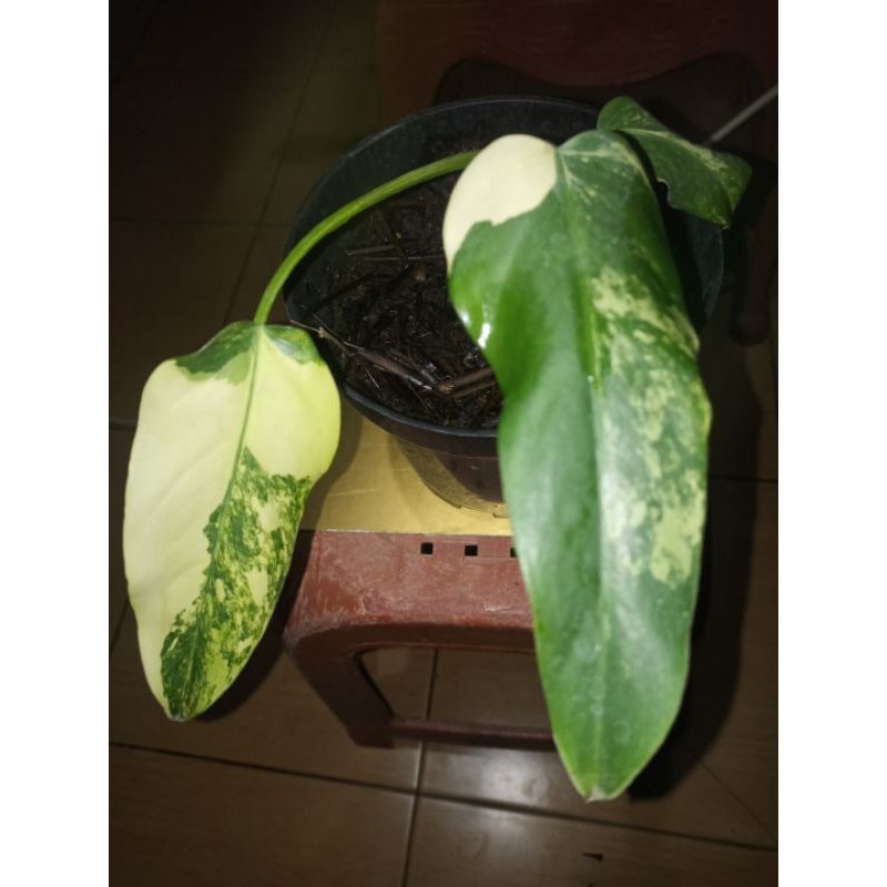 Philodendron Jose Buono