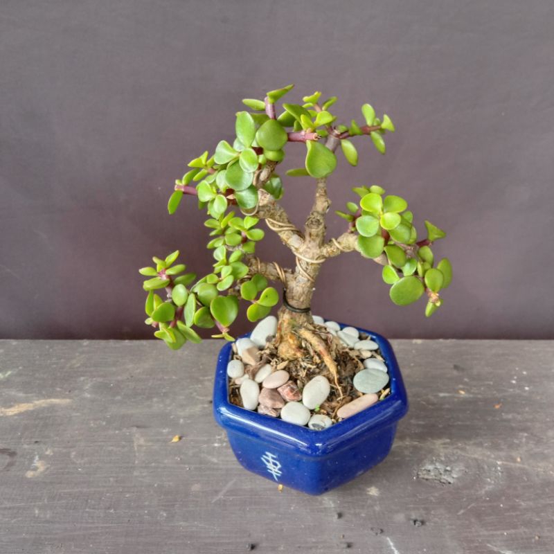 Bonsai jade plant small / mame