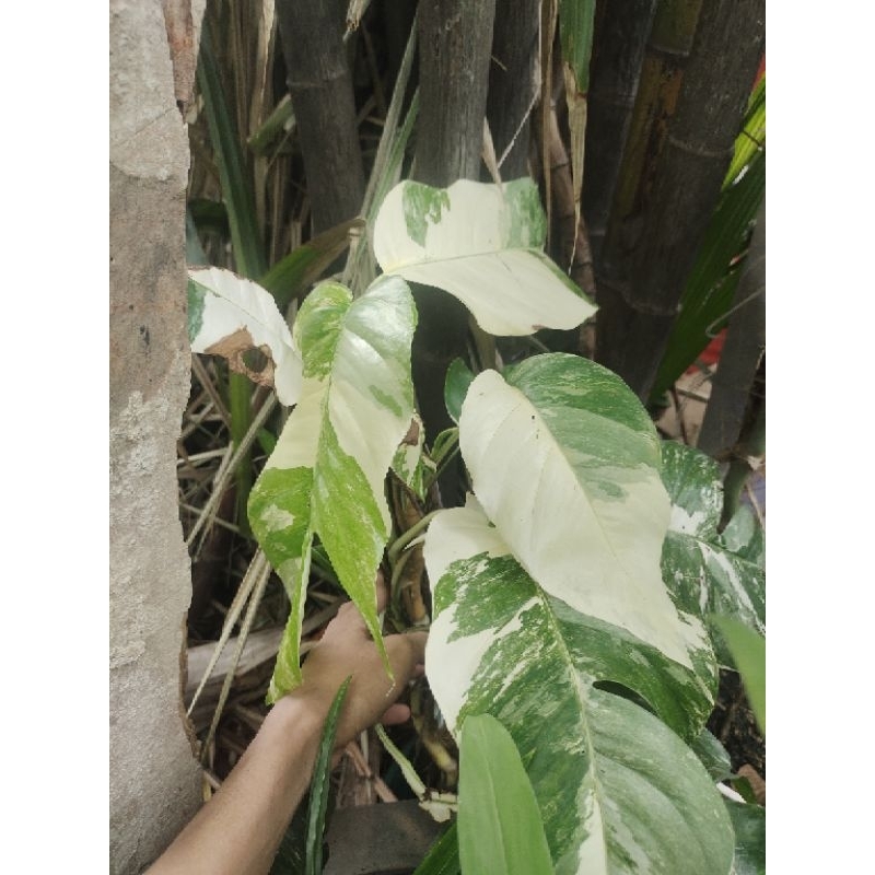 Epipremnum Pinnatum Variegata