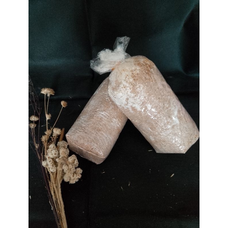 

Paket 20 pcs Baglog Jamur Tiram Cokelat Siap Tumbuh Tinggal Perawatan Dan Panen