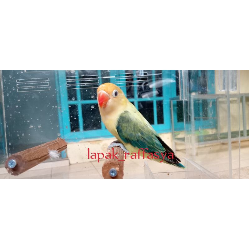 burung lovebird biola pb euwing