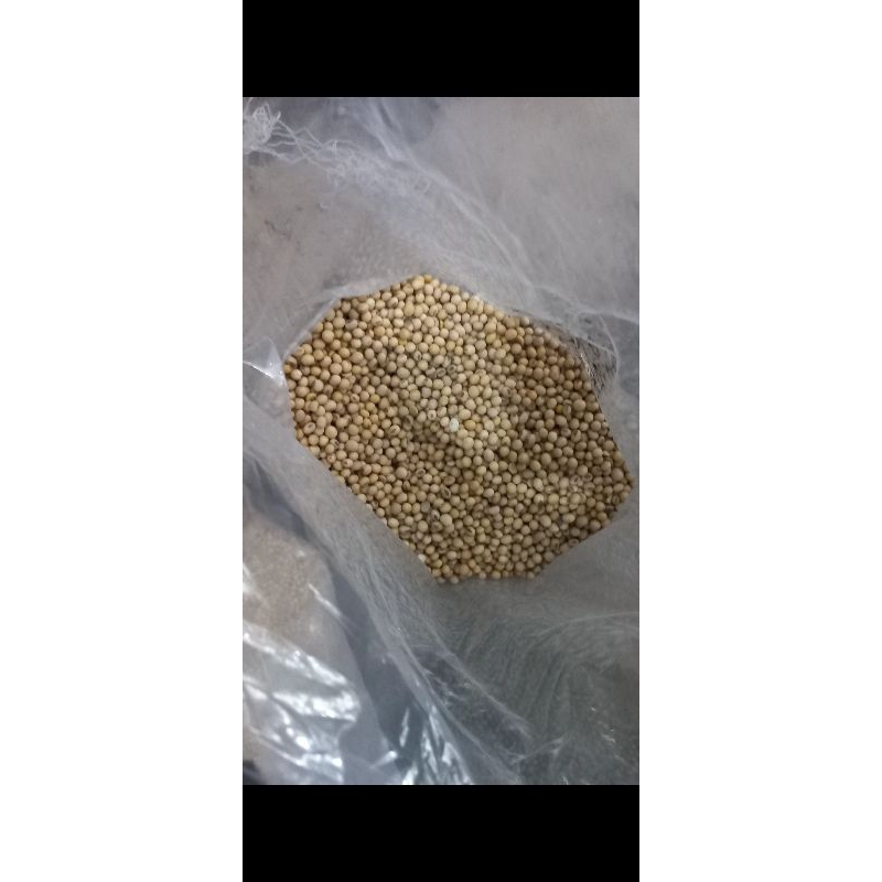 

Kacang kedelai berkualitas