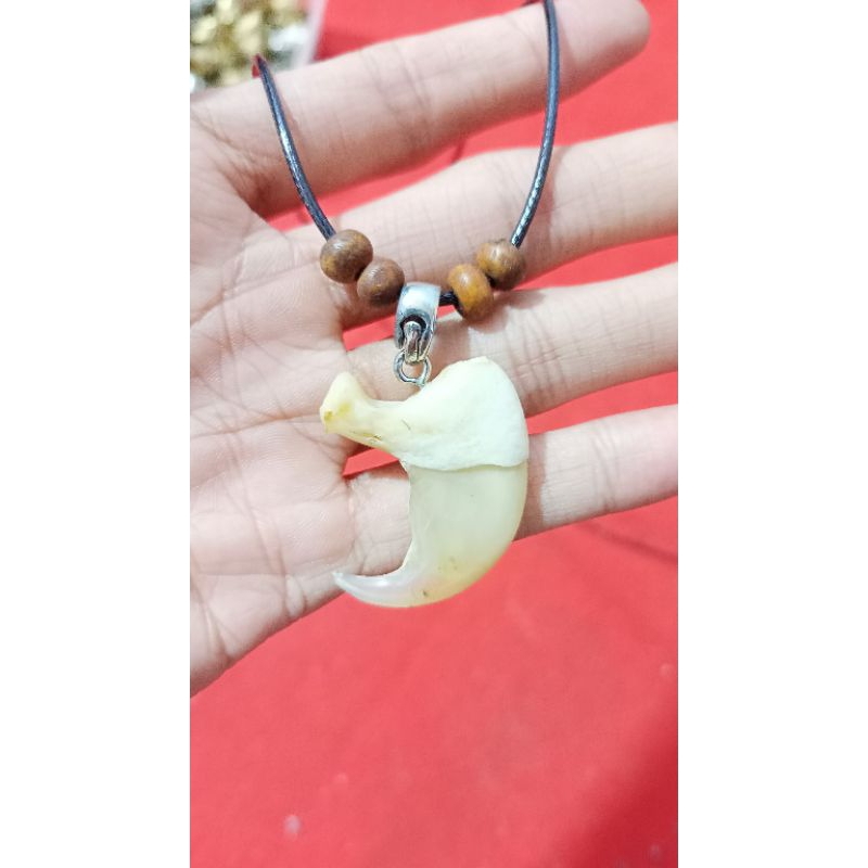 Aksesoris kalung kuku MaCaN asli #Kalung #Kucan #Macan