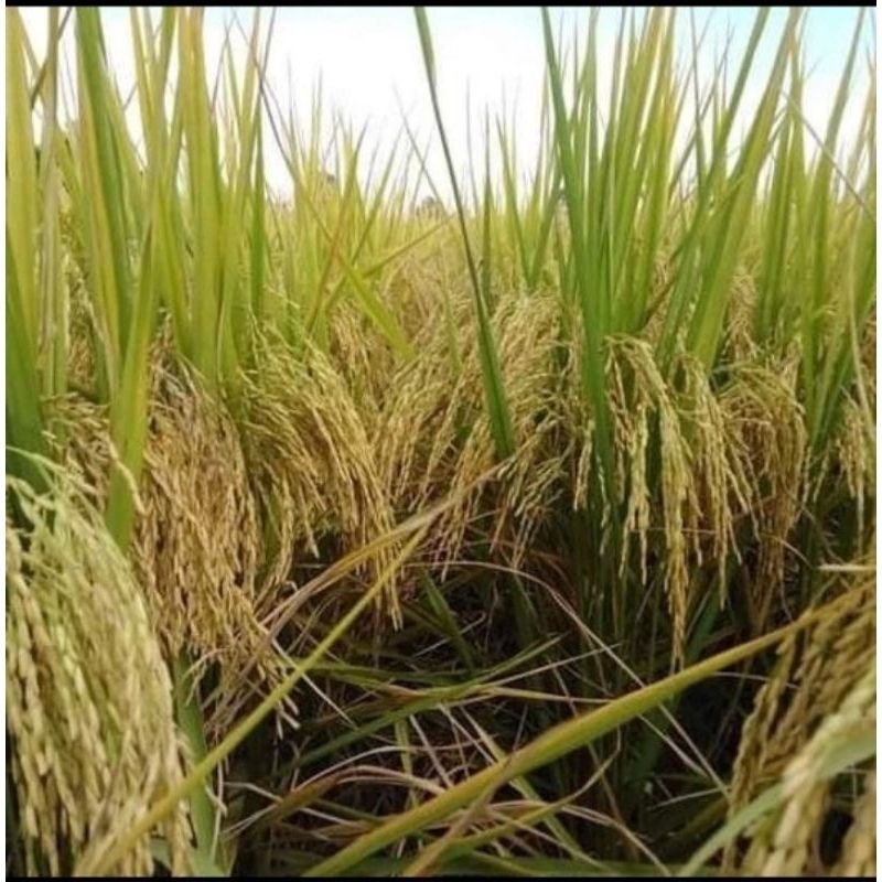 BENIH PADI INPARI 32 SUPER 1KG