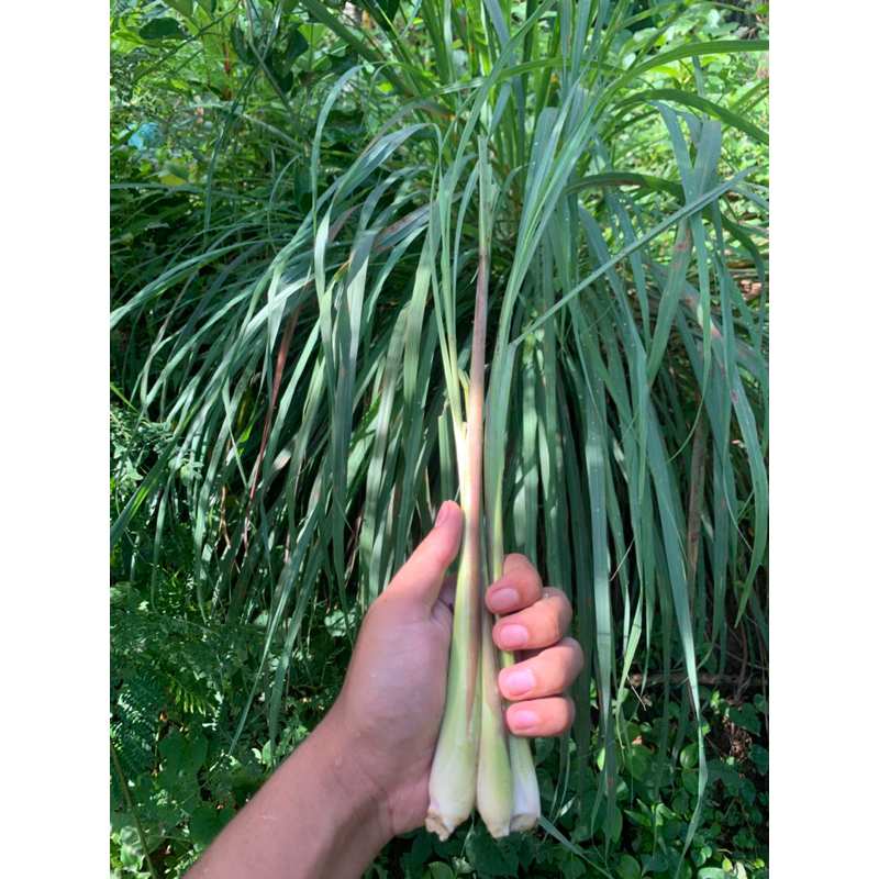 

HERBAL SERAI / SEREH DAPUR /SERAI WANGI SEGAR / Fresh Dari Kebun Sendiri