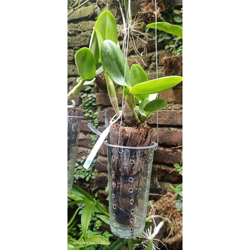 Dendrobium remaja berID