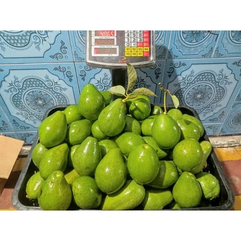 

PROMO alpukat mentega 1kg isi 34