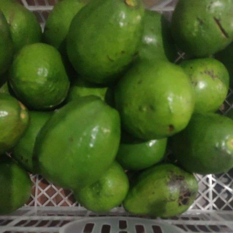 

Buah Alpukat