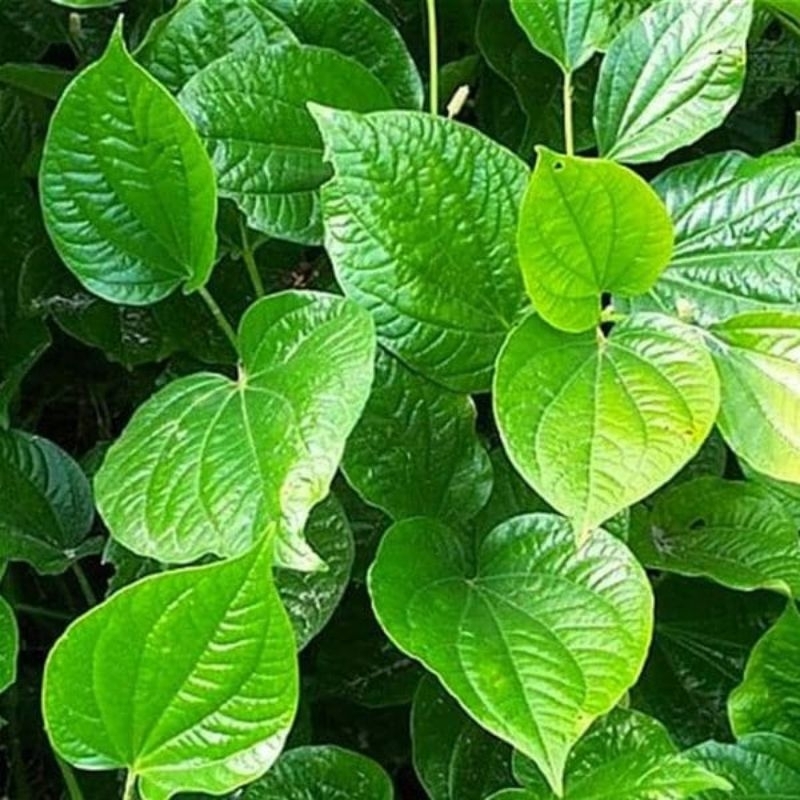 

Daun Sirih Segar baru di petik obat herbal alami neto 250 gram
